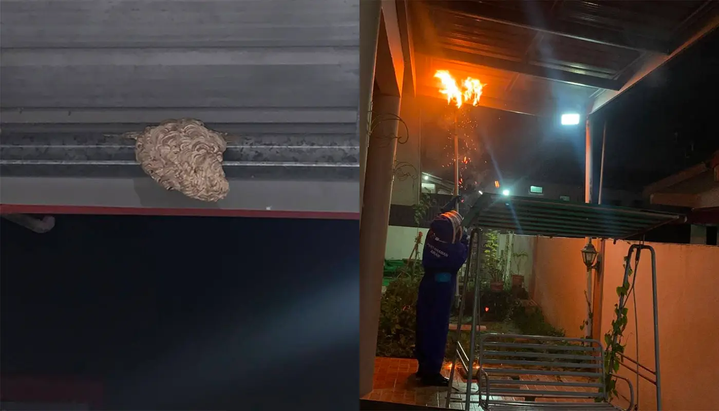 Ground Wasp Nest Destroyed Safely by APM Bintulu 1 Sarawak, Sarawak News, Bintulu, Bintulu News, Civil Defence, Wasp Nest Removal, Public Safety, Emergency Response