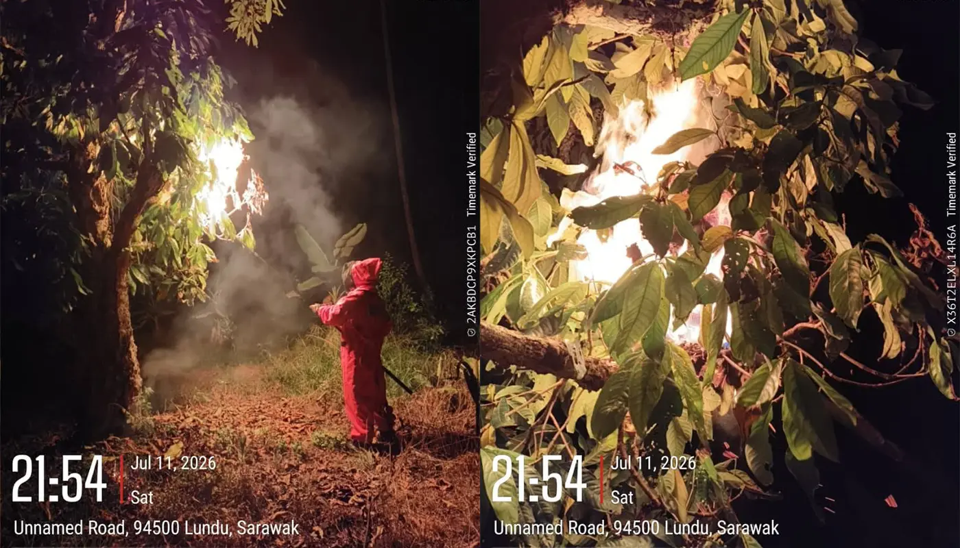 Hornet Nest Safely Removed in Kampung Kuala Bandang, Lundu 1 Sarawak, Sarawak News, Lundu, Lundu News, Public Safety, Emergency Response, Insect Nest Removal