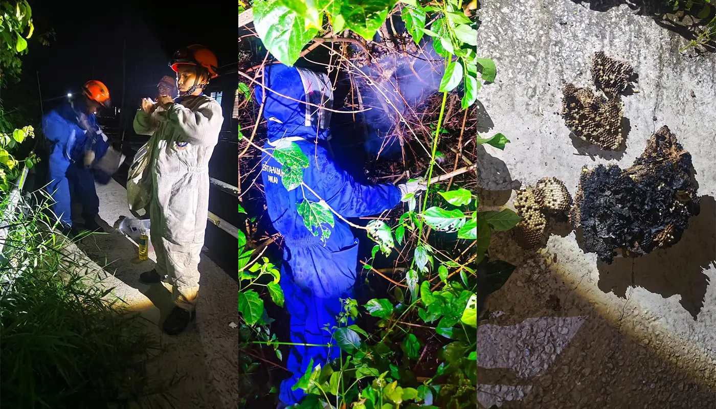 Sarawak, Sarawak News, Matu, Matu News, Civil Defence, Wasp Nest Removal, Public Safety, Emergency Response