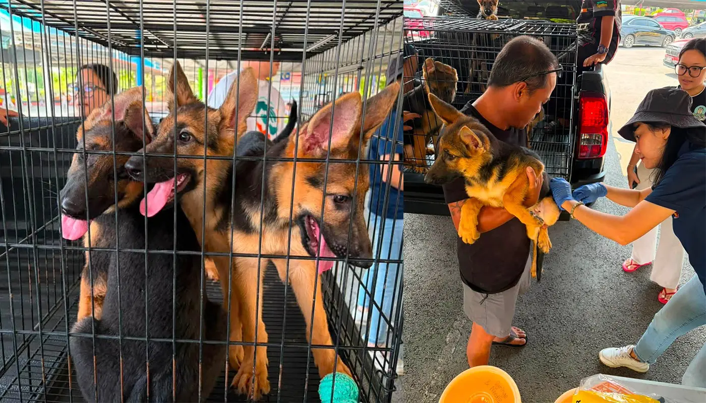 MPP Provided Free Dog Licences and Vaccinations in Kuching 1 Sarawak, Sarawak News, Kuching, Kuching News, Padawan, MPP, Pet Care, Rabies, Animal Welfare, Community Service