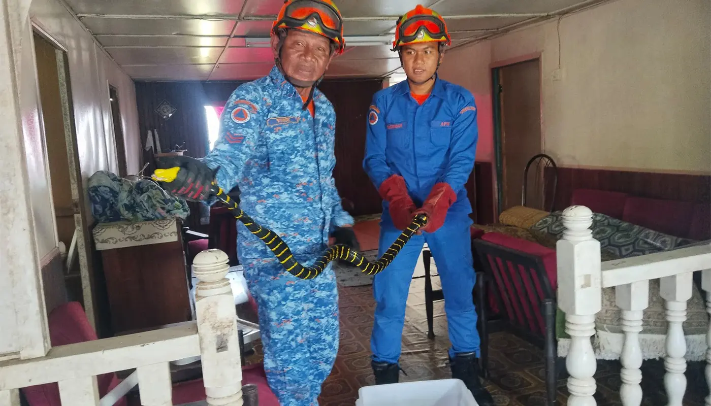 Matu Civil Defence Captures Large Python Inside Village Residence 1 Sarawak, Sarawak News, Matu, Matu News, Kampung Jemoreng, Civil Defence Force, APM Matu, Wildlife Rescue, Public Safety