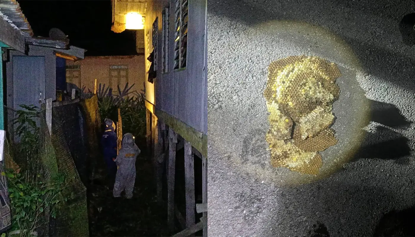 Matu Civil Defence Safeguards Household From Large Wasp Infestation 1 Sarawak, Sarawak News, Matu, Matu News, Jemoreng, Civil Defence Force, APM Matu, Public Safety, Wasp Nest Removal
