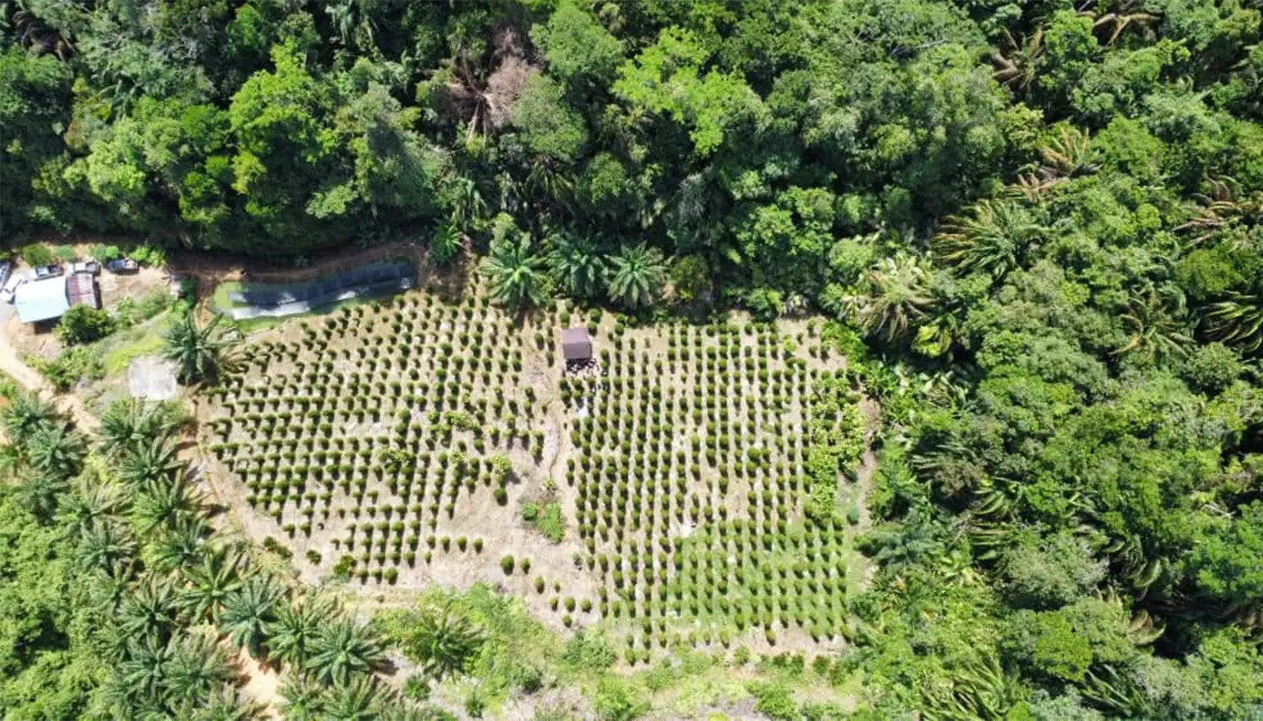 Sarawak Agencies Empower Pepper Farmers in Julau 1 Sarawak, Sarawak News, Julau, Julau News, Pepper Farming, Sarawak Agriculture, Malaysian Pepper Board, Agro-Technology, Crop Management