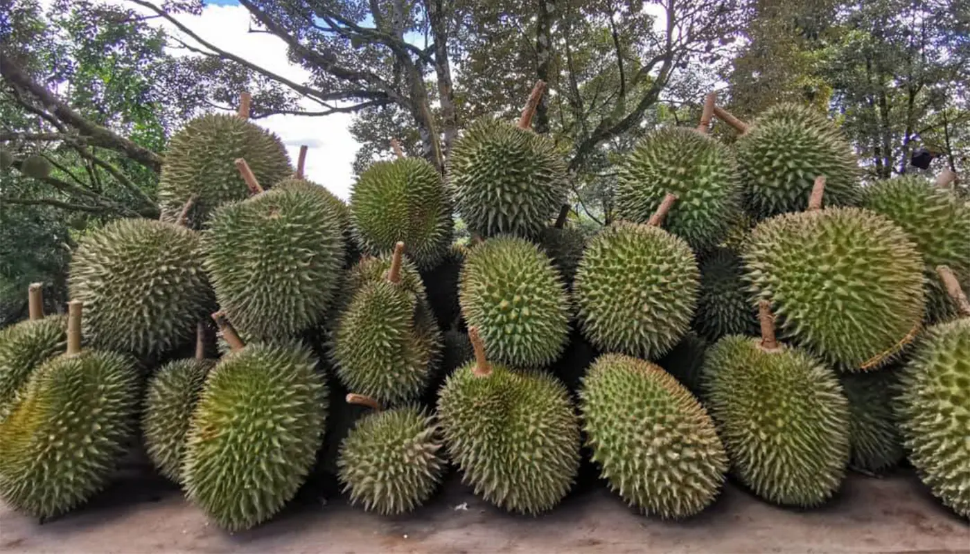 Sarikei Durian Farmer Thrives with Six Decades of Cultivation 1 Sarawak, Sarawak News, Sarikei, Sarikei News, Durian Farming, Agriculture, Agro-entrepreneurship, Fruit Industry, Musang King, Black Thorn