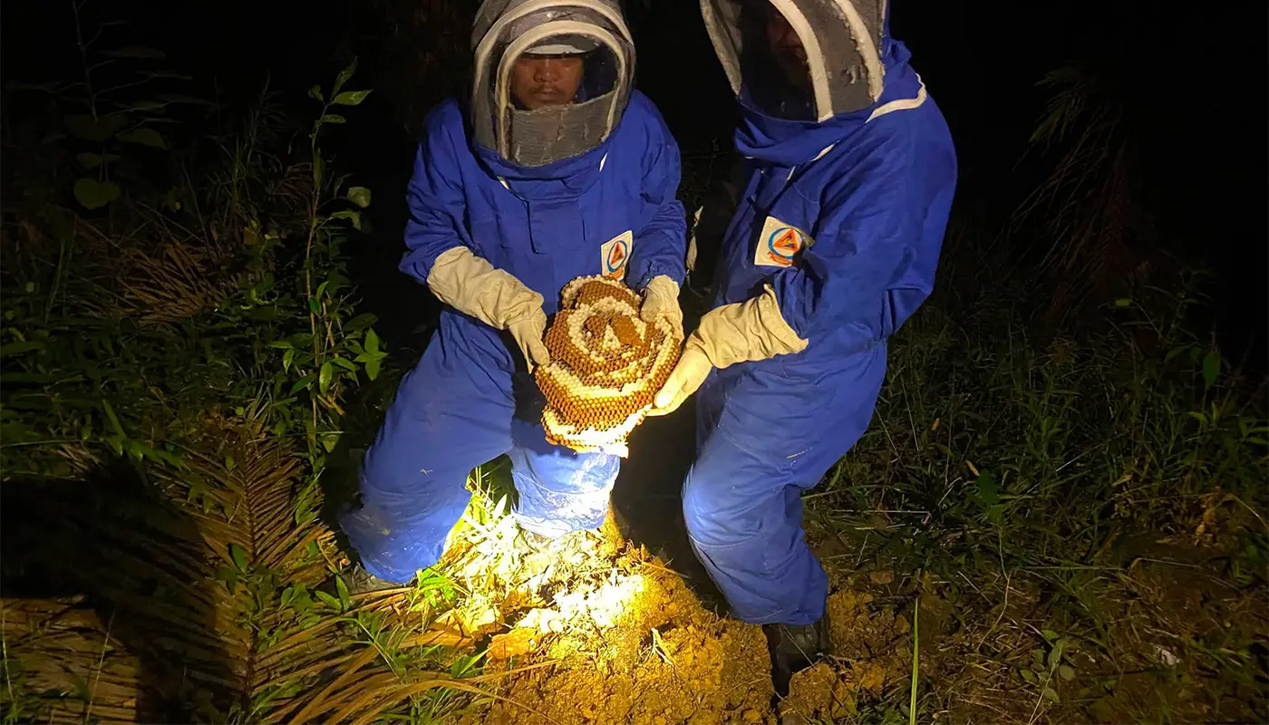 Selangau Civil Defence Safely Eliminates Wasp Nest in Plantation 1 Sarawak, Sarawak News, Selangau, Selangau News, Civil Defence, Public Safety, Wasp Nest Removal, Emergency Response