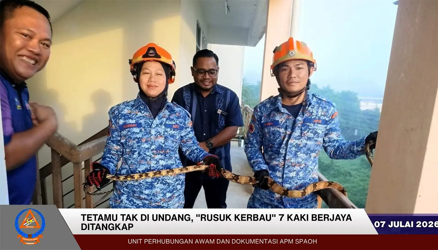 Sarawak, Sarawak News, Spaoh, Spaoh News, Snake Catching, Public Safety, Civil Defence, Emergency Response