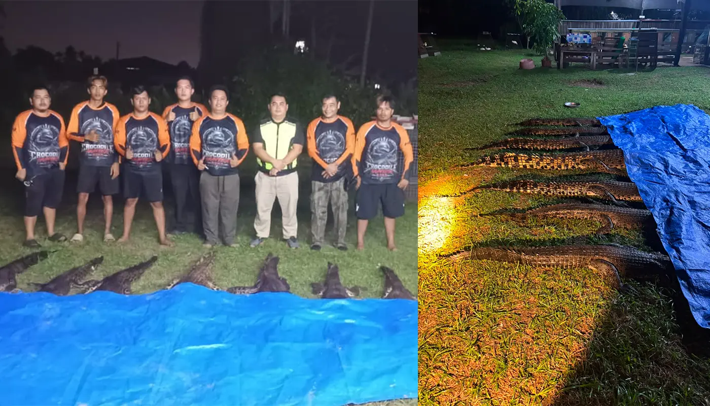 Sarawak, Sarawak News, Miri, Miri News, Lutong, Wildlife Management, Public Safety, SFC, Crocodile Capture, Team Eric Cat
