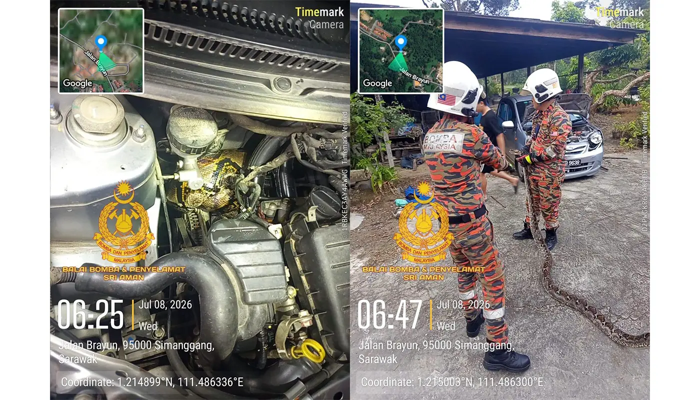 Sarawak, Sarawak News, Sri Aman, Sri Aman News, Snake Catching, Fire and Rescue, Emergency Response