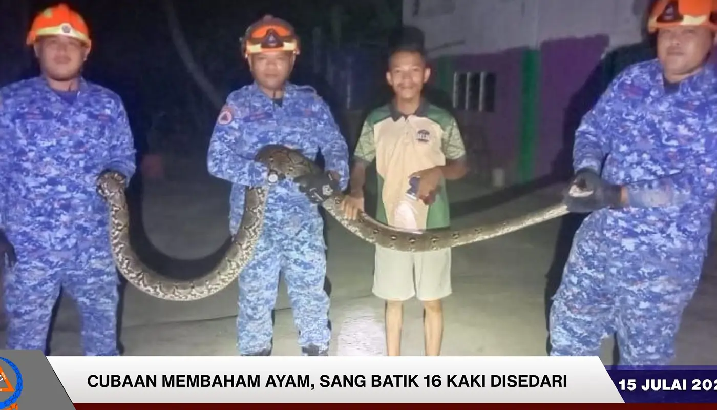 Spaoh Civil Defence Captures 16-Foot Python Near Chicken Coop 1 Sarawak, Sarawak News, Spaoh, Spaoh News, Civil Defence, Snake Capture, Public Safety, Wildlife Incident
