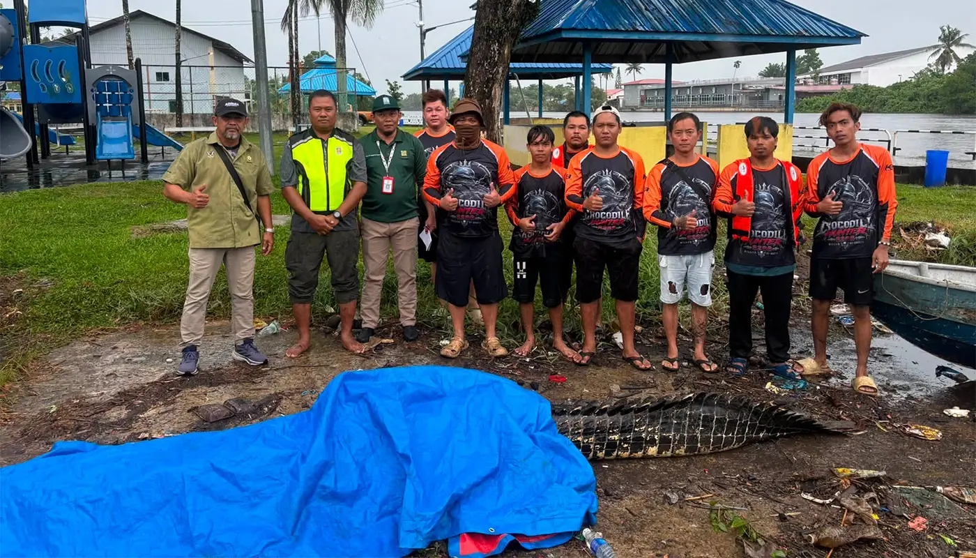 Team Eric CAT Captures 14-Foot Crocodile in Lutong 1 Sarawak, Sarawak News, Miri, Miri News, Wildlife, Safety, SFC, Team Eric CAT, Community Alert