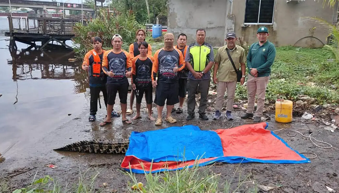 Team Eric CAT and SFC Secure 10-Foot Crocodile in Lutong 1 Sarawak, Sarawak News, Miri, Miri News, Wildlife, Public Safety, SFC, Team Eric CAT, Community Alert, Environment