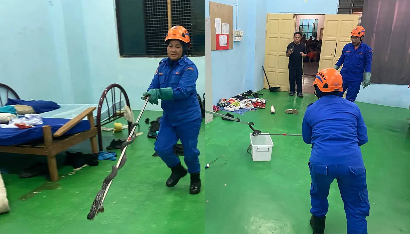Sarawak, Sarawak News, Sebauh, Sebauh News, Wildlife Rescue, Civil Defence, Public Safety, APM