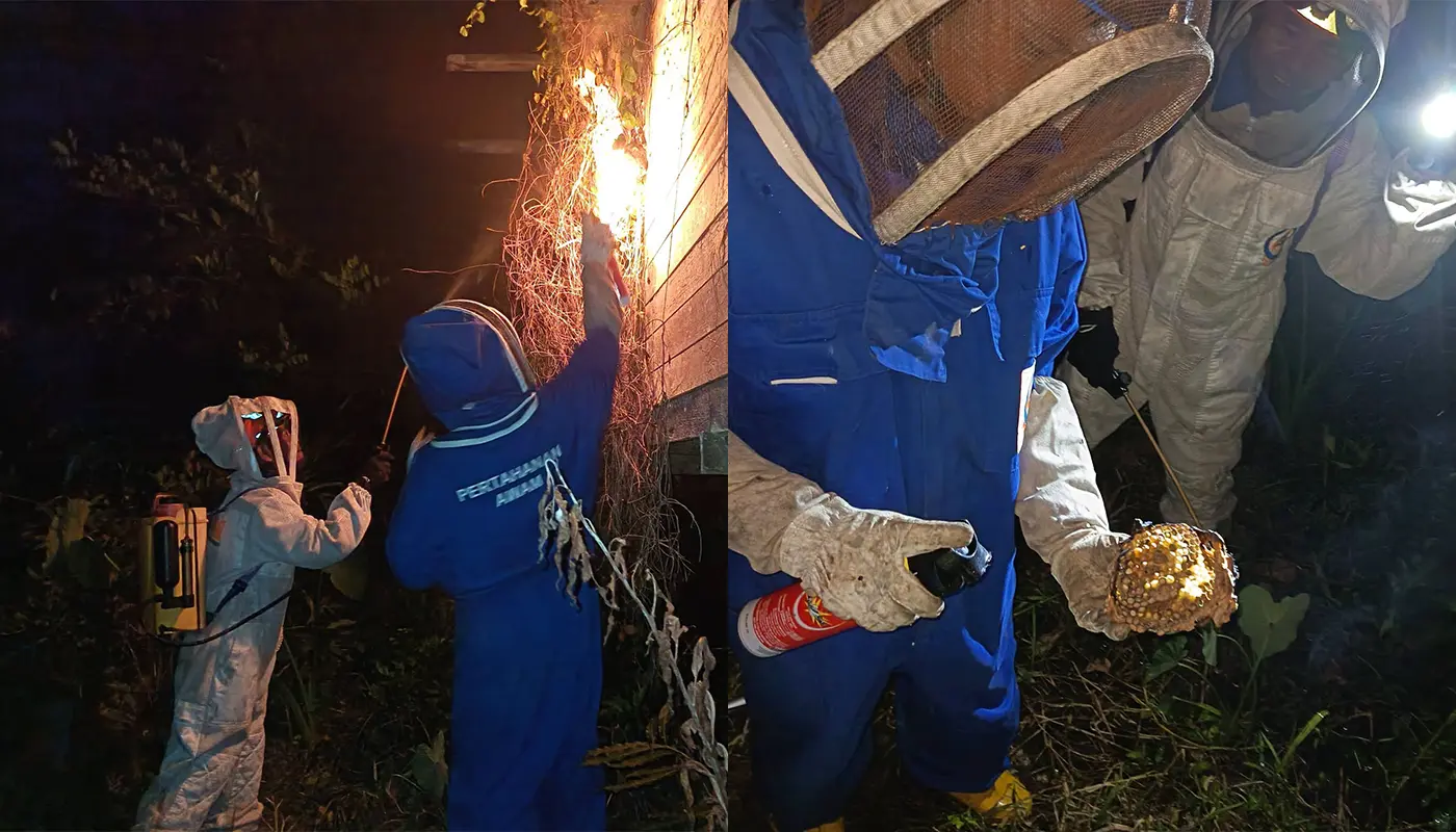 Wasp Nest Safely Destroyed by APM at Mukah Home 1 Sarawak, Sarawak News, Mukah, Mukah News, Civil Defence, Public Safety, Insect Nest Removal, Emergency Response