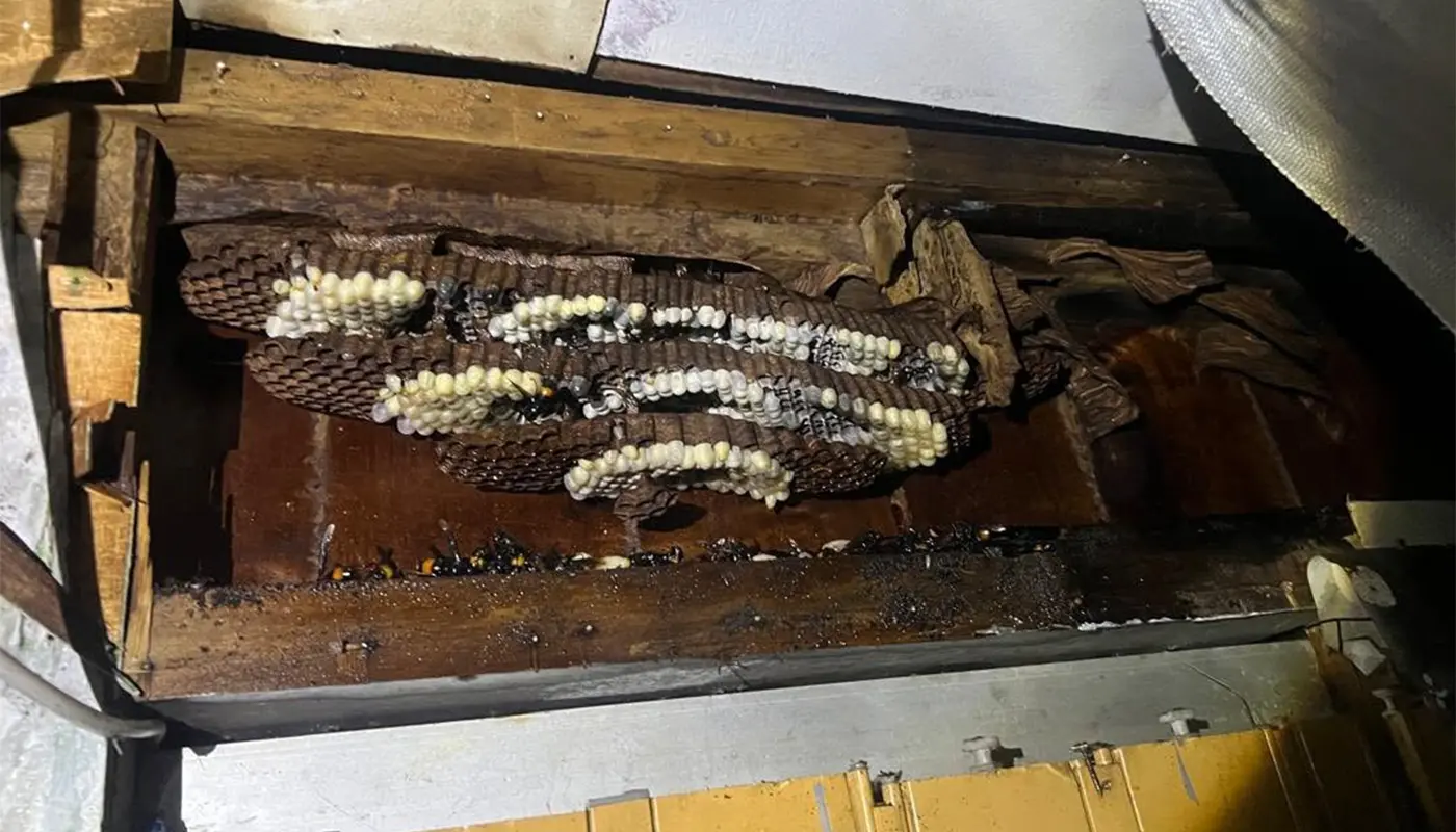 APM Lawas Removes Large Wasp Nest From Home in Kampung Punang 1 Sarawak, Sarawak News, Lawas, Lawas News, APM, Wasp Nest, Pest Control, Home Safety, Emergency Response
