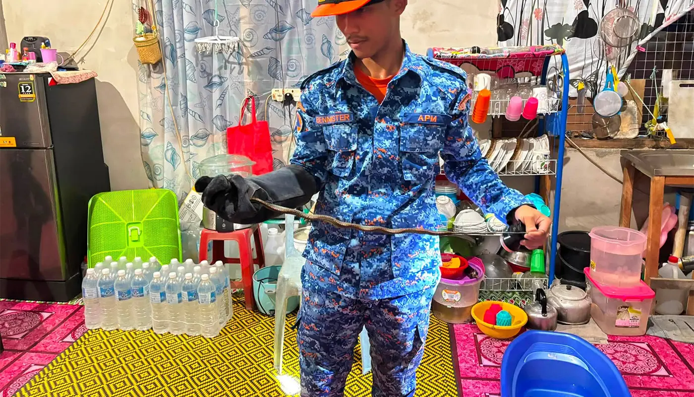 APM Marudi Removes Two Snakes From Longhouse Ceiling 1 Sarawak, Sarawak News, Marudi, Marudi News, APM, Snake Removal, Wildlife Rescue, Longhouse Safety, Emergency Response, Reptile Handling