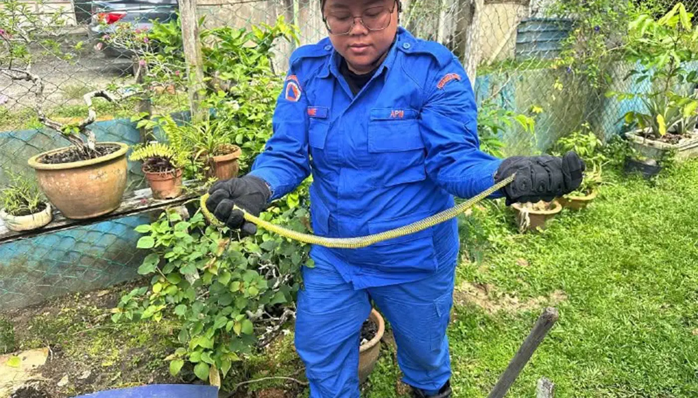 Sarawak, Sarawak News, Tanjung Manis, Tanjung Manis News, APM, Snake Rescue, Wildlife Safety, Emergency Response
