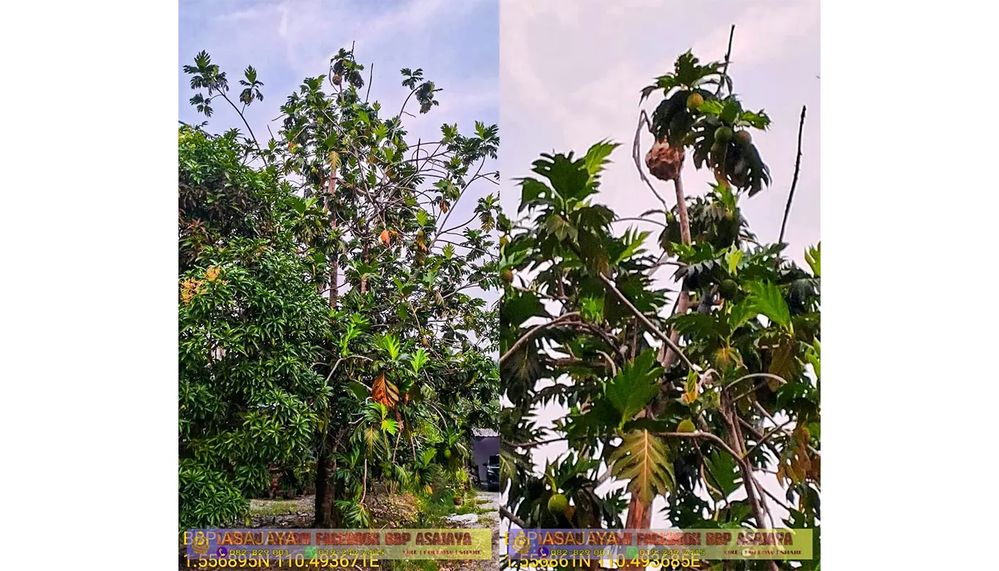 Sarawak, Sarawak News, Asajaya, Asajaya News, Kampung Sri Tajo, Hornet Nest, Wasp Nest, Special Service, Fire and Rescue Department