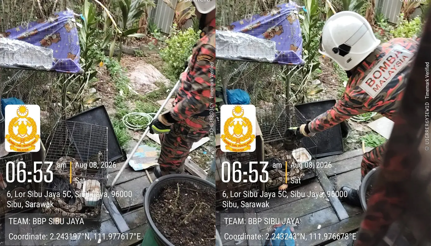 Sarawak, Sarawak News, Sibu, Sibu News, Snake Removal, Fire and Rescue Department Malaysia, Sibu Jaya, Wildlife Safety, Emergency Response, Community Safety