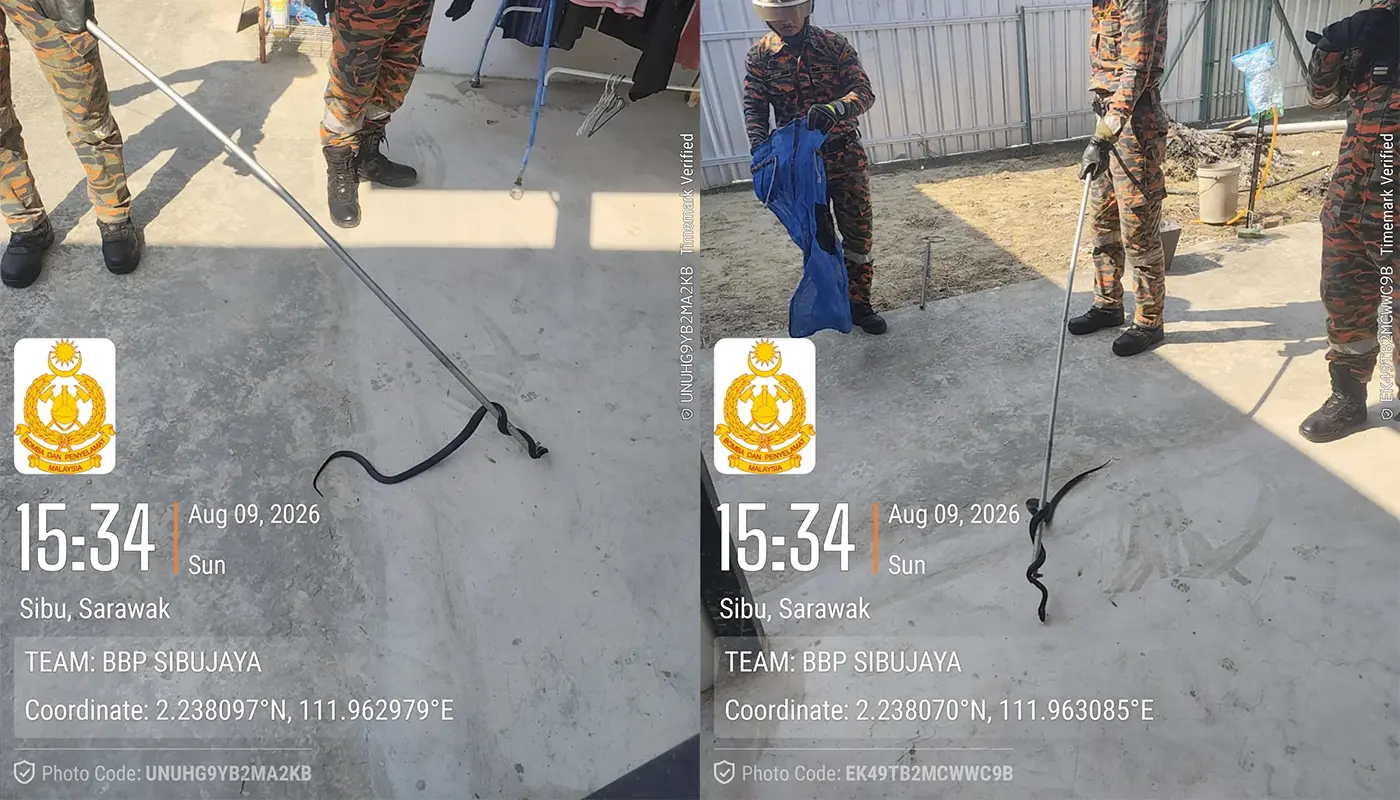 Sarawak, Sarawak News, Sibu, Sibu News, Sibu Jaya, Sibu Jaya News, Spitting Cobra, Snake Rescue, Fire and Rescue Department